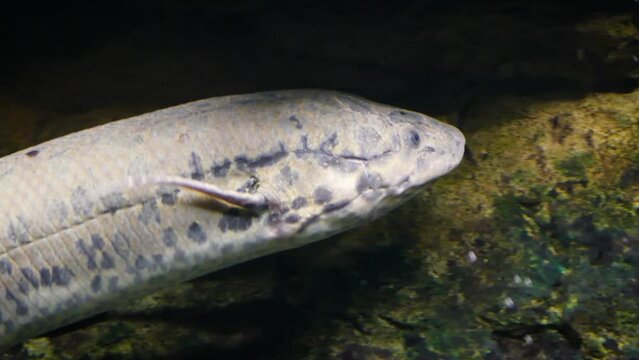 West African lungfish (Protopterus annectens) swimming
