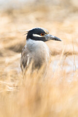 yellow crowned night heron in saltmash
