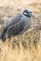 yellow crowned night heron in it's natural habitat