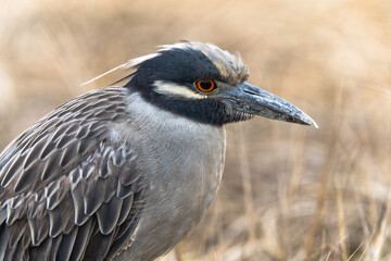 yellow crowned night heron close up landscape