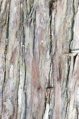 close up wood grain background texture