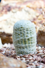 old lady cactus looks like its wrapped in cobwebs