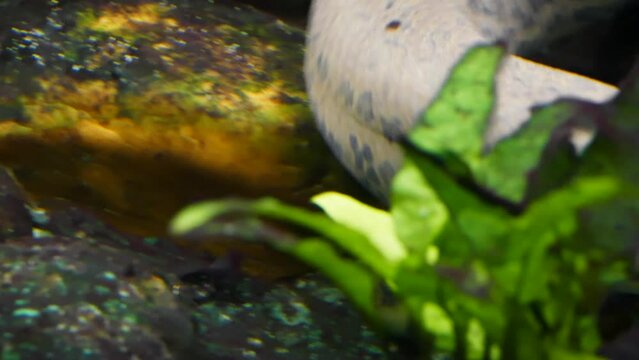 West African lungfish (Protopterus annectens) swimming