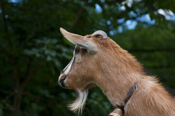 Fototapeta premium capra di montagna nel suo ambiente naturale
