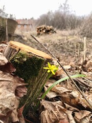 Yellow flowers blossomed near the stump in a dry leaf