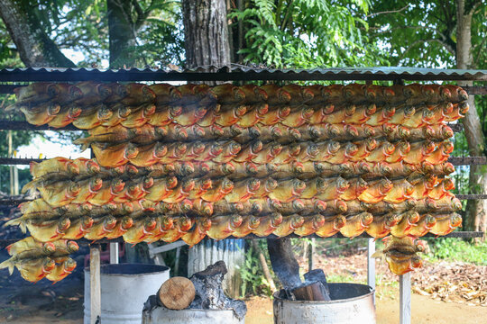 Cachama ahumada colombia