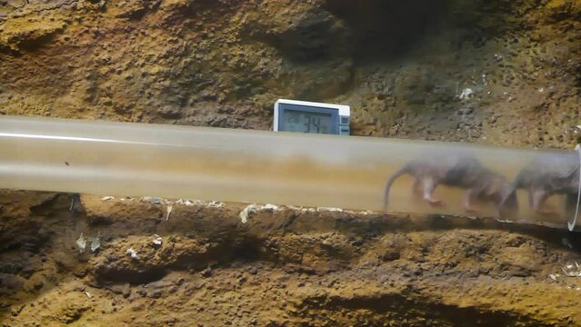 Naked mole-rat (Heterocephalus glaber) in a plastic tube in captivity