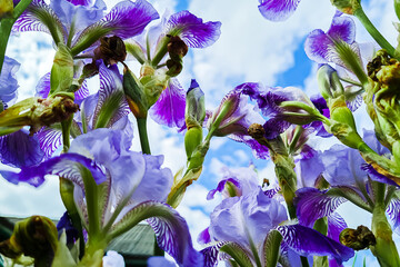 Purple flowers irises in garden. Violet bearded iris or barbata. Growing ornamental plants.