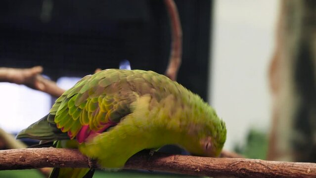 A female regent parrot (Polytelis anthopeplus) or rock pebbler in captivity
