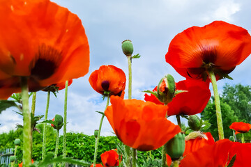 Bottom view of red poppies. Flowers in garden against sky. Summer natural background.