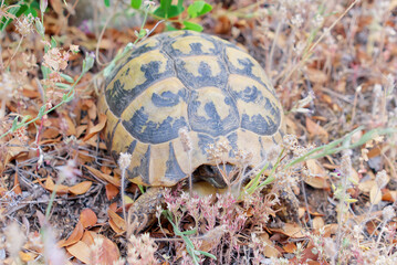 The Land turtle in its natural environment. A wild animal in forest of Kalambaka, Greece. The Hermanns tortoise. close up