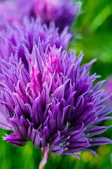 Purple onion flower close up. Natural background. Growing chive in garden. Violet bloom texture.