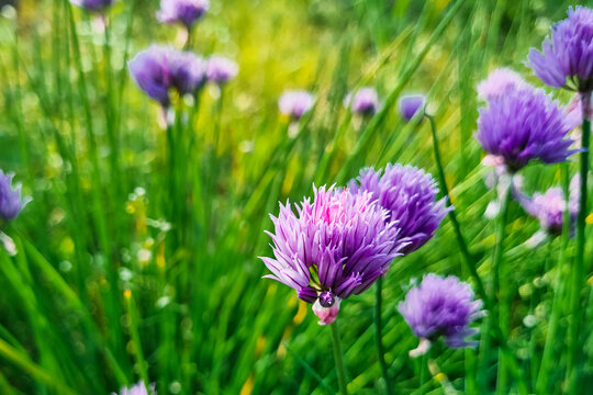 Purple onion flower close up. Natural background. Growing chive in garden. Violet bloom texture.