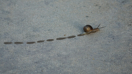 Snail slowly crossing a sidewalk, leaving wet tracks behind it.        