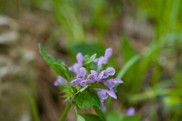 Lamium purpureum, Purple deadnettle, Purple dead-nettle, Red archangel, Red dead-nettle, Hybrid deadnettle, Purple archangel, Velikdenche, Red henbit, Red Deadnettle