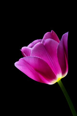 Pink glowing tulip on a black background macro photography. Tulip flower with purple petals closeup photo.