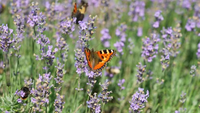 Butterflies and bees on meadow flowers swaying beautifully in the wind. pollination of plants. Summer sunny day. Slow motion 4k
