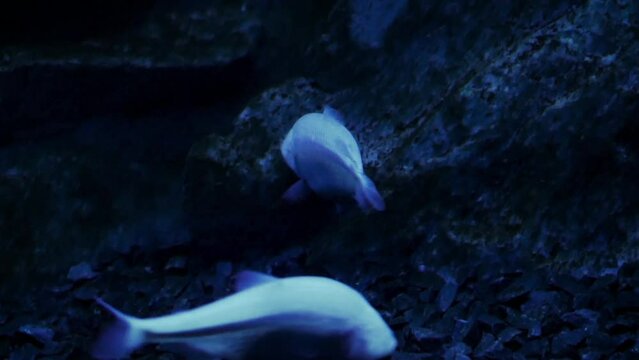Blind cave fish (Astyanax mexicanus) in an underwater cave-like environment
