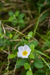 white flower with dew