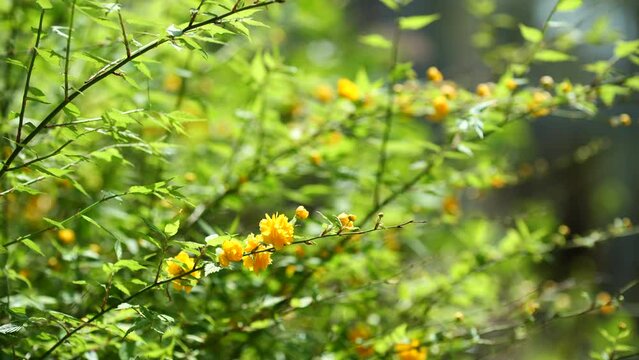 初夏の晴れ間のヤエヤマブキの花