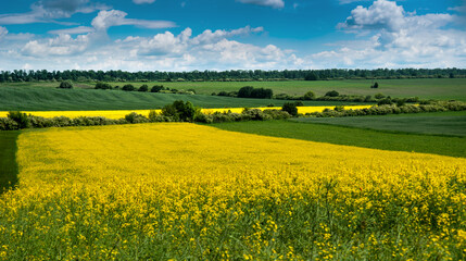 farmland, line of yellow rapeseed and green field, beautiful landscapes of fields