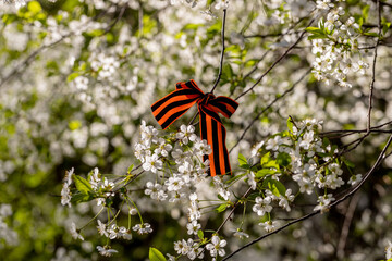 St. George's Ribbon Tied to Cherry Blossoms for May 9 Victory Day