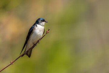Tree Swallow perched on branch