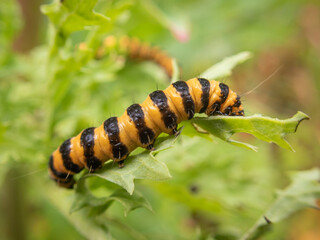 Cinnabar Moth caterpillar eating a leaf