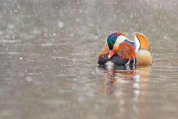 Close up portrait of a colorful male mandarin duck swimming in a river