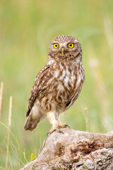 Little owl in natural habitat Athene noctua