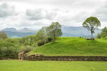 Giraffe looking at a mountain