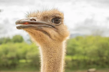 Fotobehang portrait of an ostrich © Jorge