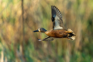 Male Blue-winged Teal in Flight