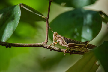 brown grasshopper on forest tree