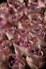 Bouquet Of Beautiful purple Roses. Valentine's Day. Selective Focus. Roses wallpaper. Background