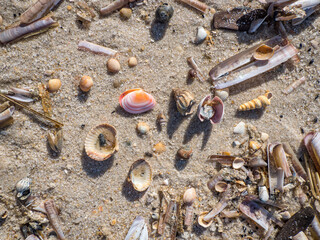 Close up of various seashells on a beach on the island Sylt