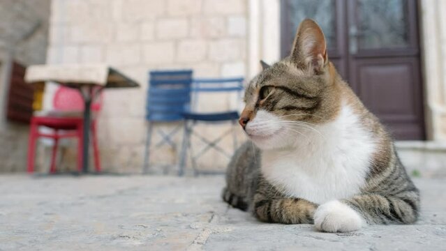 Cute stray cat relaxing on a sidewalk in the Old Town of Kotor, Montenegro