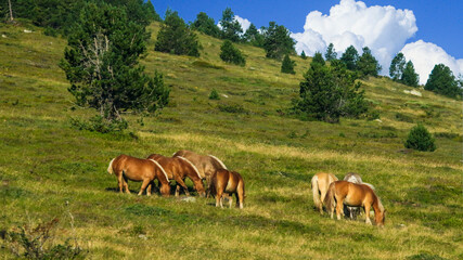 Fototapeta na wymiar Caballos en la montaña, Puymorens (Francia)