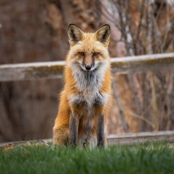 Red fox (Vulpes vulpes) portrait making eye contact Colorado, USA