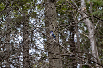 Bluejay in a tree