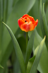 Tulips close up
