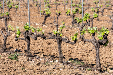 vineyard in the morning