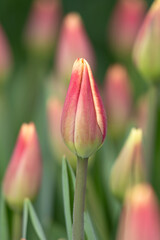 Fototapeta premium Tulips close up 