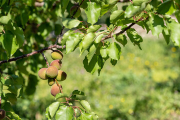 apples on a tree