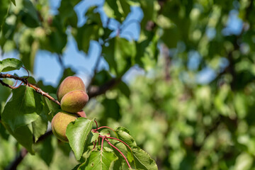 Obraz premium green tree