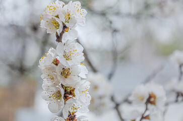 Blooming apricot branch in the spring garden. Growing apricot. Gardening.