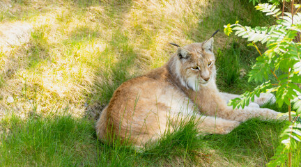 Animal wildlife portrait of a eurasian lynx lynx outdoors in the wilderness. Big cats and endangered species concept.