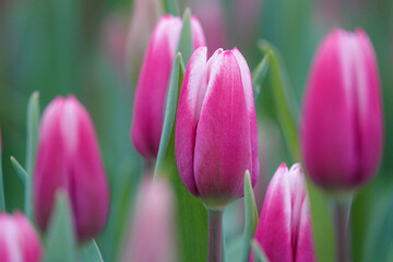 Fototapeta premium Tulips close up 