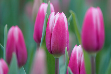 Fototapeta premium Tulips close up 
