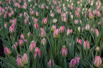 Tulips close up
